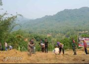 Koramil 1905 Jatiluhur Menggelar Penanaman Pohon Buah Di Hari Juang TNI AD Ke 78