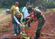 Kodim 0619 Purwakarta Gelar Kegiatan Karya Bakti TNI Penanaman Pohon Lahan Ktitis Di Wilayah Desa Benteng