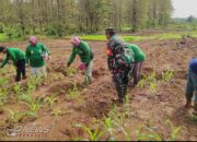 Menjaga Ketahanan Pangan, Babinsa Dampingi Petani Tanam Jagung