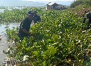 Gulma Eceng Gondok di Waduk Cirata Kembali Diangkat Satgas Citarum Harum Sektor 12