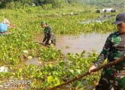 Hamparan Eceng Gondok Di Waduk Cirata Kembali Dibersihkan Satgas Citarum Harum