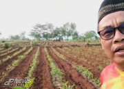 Kades Cijaya Tri Sutisna Manfaatkan Lahan Kosong Tanam Cabai Rawit
