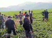 Hamparan Gulma Eceng Gondok Di Babakan Garut Diangkat Satgas Citarum Sektor 12