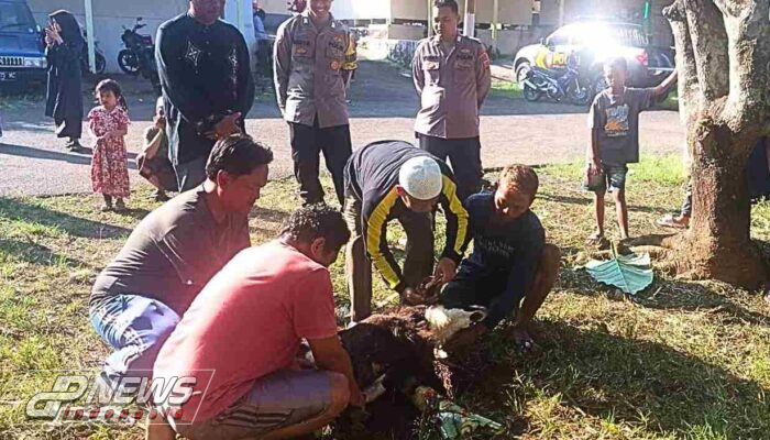 Merayakan Hari Raya Idul Adha 1445 H Polsek Maja Laksanakan Pemotongan Hewan Qurban