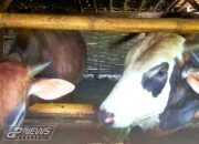 Program Ketahan Pangan Desa Wado Wetan di Realisasikan Untuk Bantuan Ternak dan Jalan Usaha Tani