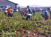 Anggota TNI Satgas Citarum Sektor 12 Lawan Pengganggu Mobilitas Diperairan Waduk Cirata