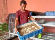 Kelola TPS3R, Seorang Warga Budidayakan Magot Untuk Atasi Pencemaran Lingkungan