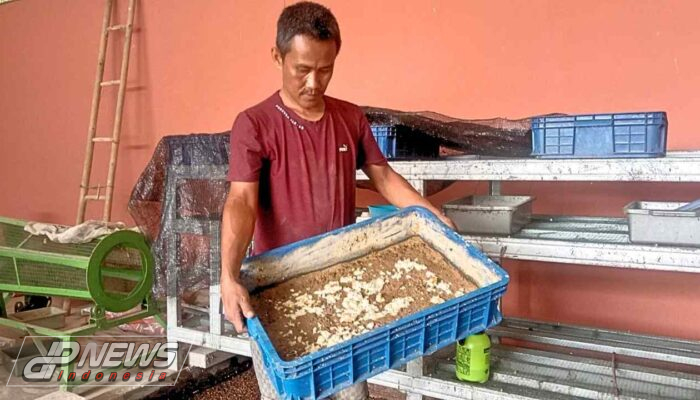 Kelola TPS3R, Seorang Warga Budidayakan Magot Untuk Atasi Pencemaran Lingkungan