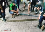 Ular Piton Berhasil Ditangkap Damkar di Indomaret Perumahan Villa Kencana Cikarang