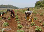 Satgas Citarum Harum Sektor 12 Manfaatkan Lahan Kosong dan Gulma Eceng Gondok Untuk Program Ketapang