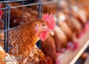Keberadaan Unit Usaha Ayam Petelur Di Wilayah Desa Cipayung