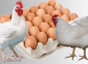 Peternak Ayam Petelur Di Desa Cipayung Diduga Belum Tersertifikasi Nomor Kontrol Veteriner (NKV)