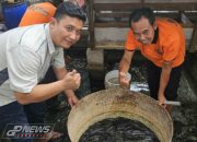 PT Pajar Surya Wisesa Tbk Panen Ikan Lele Sebagai Hasil Budidaya Mandiri