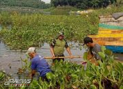 Jaga Fungsi Waduk Cirata, Anggota TNI Satgas Citarum Sektor 12 Angkat Gulma Eceng Gondok Di Dermaga Coklat