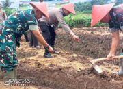 Kapolsek Maja Laksanakan Kegiatan Penanaman Jagung Serentak 1 Juta Hektar
