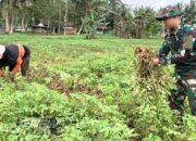 Mendukung Program Pemerintah Dalam Ketahanan Pangan, Satgas Yonif 131/BRS Manfaat Lahan Kosong Bersama Masyarakat di Perbatasan Papua