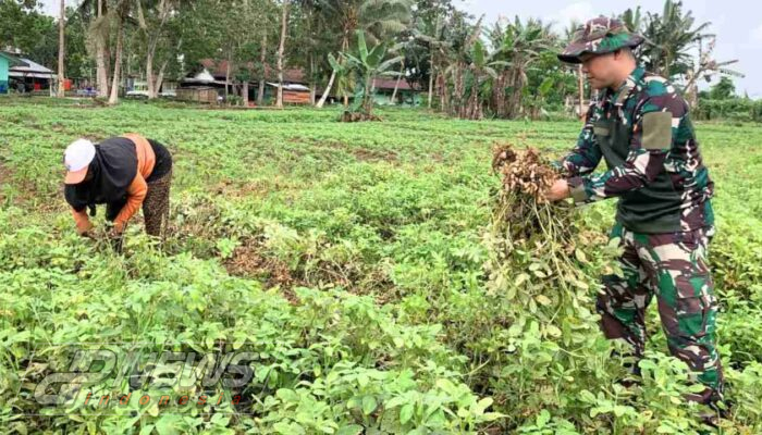 Mendukung Program Pemerintah Dalam Ketahanan Pangan, Satgas Yonif 131/BRS Manfaat Lahan Kosong Bersama Masyarakat di Perbatasan Papua