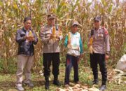 Kapolsek dan Bhabinkamtibmas Maja Turut Pantau Kegiatan Panen Jagung di Desa Cengal