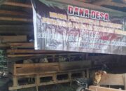 Kelompok Tani Ternak Margaluyu Desa Wado Wetan Berkembang Dengan Baik
