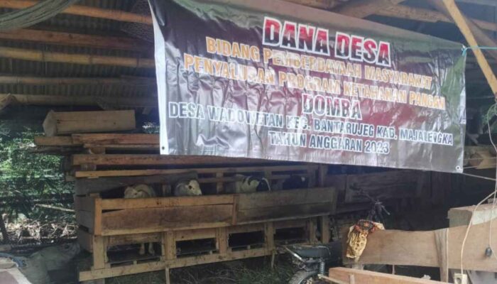 Kelompok Tani Ternak Margaluyu Desa Wado Wetan Berkembang Dengan Baik