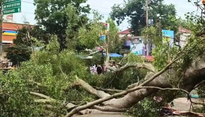 Jemaah Shalat Id Tewas Tertimpa Pohon Tumbang di Pemalang