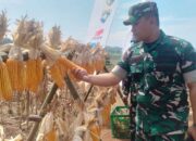 Panen Raya Jagung Hibrida Sinergi Polri, DBA, FKDB Bersama Masyarakat Desa Jamali