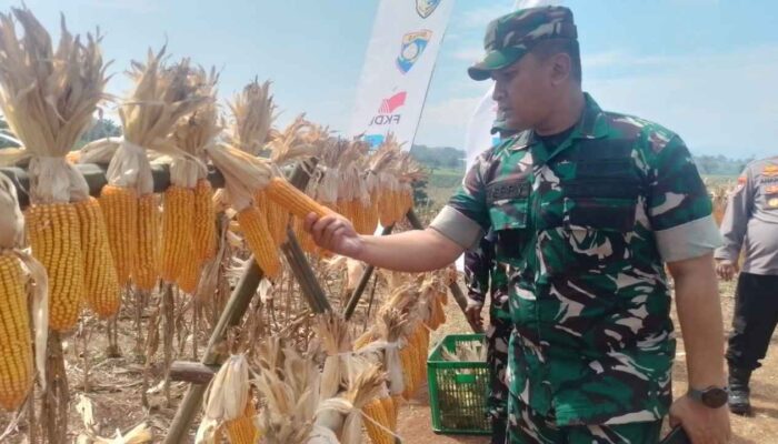 Panen Raya Jagung Hibrida Sinergi Polri, DBA, FKDB Bersama Masyarakat Desa Jamali