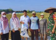 Dukung Ketahanan Pangan, Babinsa Sukahaji Ikut Pengubinan Padi Dengan Poktan Gayam