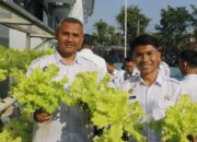 Panen Raya Hidroponik Dari Lahan Sempit 600 Ikat Selada Bokor Hijaukan Lapas Cianjur