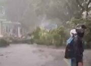 Akibat Pohon Tumbang Jalan Raya Bandung Cianjur Sempat Tersendat