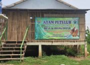 Kinerja Gemilang Ditunjukan BUMDes Desa Karanganyar Dengan Penguatan Ekonomi Lokal Ayam Petelur