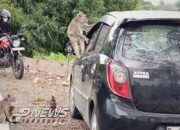 ​Harmoni di Jembatan Citarum: Kawanan Monyet Liar Jadi Magnet Ngabuburit Warga