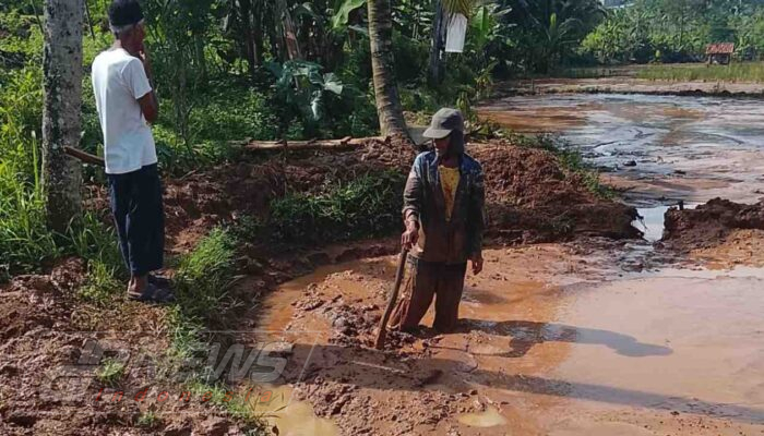 Proyek Ayam Diprotes Warga Desa Mande: Sawah Kami Hancur, Kami Butuh Ganti Rugi