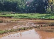 Panen Padi Tidak Maksimal, Diduga Aktivitas Cut And Fill Pembangunan Proyek Ayam, Warga Hanya Terima Kompensasi 250 Ribu