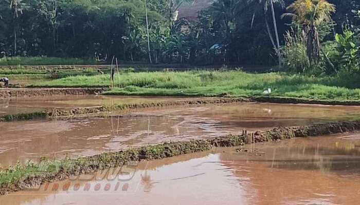 Panen Padi Tidak Maksimal, Diduga Aktivitas Cut And Fill Pembangunan Proyek Ayam, Warga Hanya Terima Kompensasi 250 Ribu
