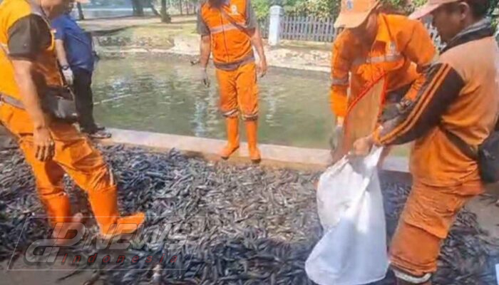 Pemkot Jaksel Tangkap dan Musnahkan 3 Ton Ikan Sapu-Sapu di Saluran PHB Setu Babakan