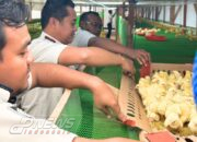 Lapas Cianjur Tambah 1.000 Ayam Pedaging, Perkuat Ketahanan Pangan Sekaligus Bekali Keterampilan Warga Binaan