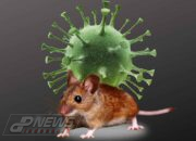 Apa Itu Virus Hanta? Kenali Gejala Awal dan Cara Penularannya