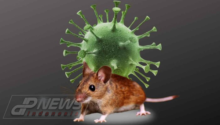Apa Itu Virus Hanta? Kenali Gejala Awal dan Cara Penularannya