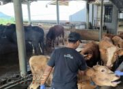 Cianjur Pastikan Hewan Kurban Idul Adha 2026 Sehat dan Bebas PMK