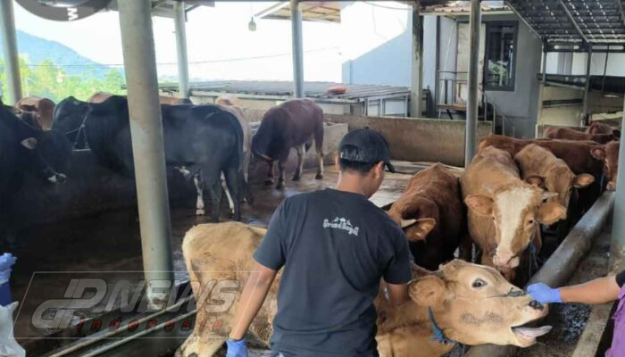 Cianjur Pastikan Hewan Kurban Idul Adha 2026 Sehat dan Bebas PMK
