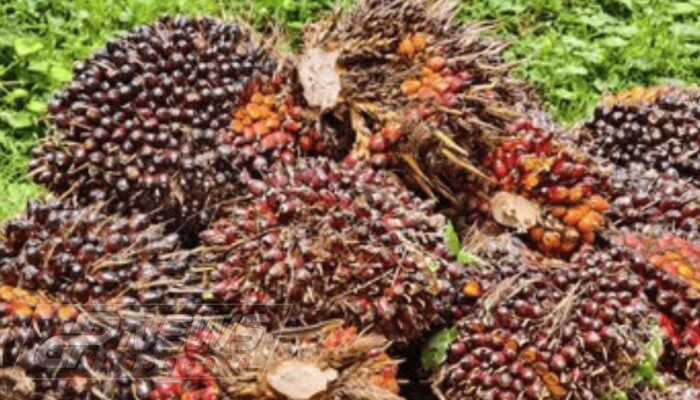 Petani Cemas, Pabrik Kebingungan Hadapi Aturan Ekspor CPO Wajib Satu Pintu