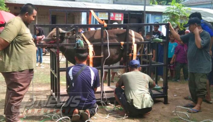 Masjid Jami Alfalah Gelar Pemotongan Hewan Qurban Pasca-Shalat Idul Adha