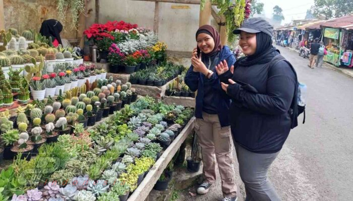 Kebun Raya Cibodas Ramai Pengunjung di Hari Terakhir Libur Panjang 1 Juni 2026