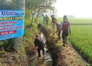 PKTD Normalisasi Saluran Irigasi 2 Km di Kp. Cijujung, Hektaran Sawah Kembali Lancar Terairi