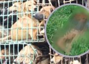 Ratusan Anjing Pemburu Diamankan Polisi Imbas Bocah Tewas Diserang di Jasinga Bogor, Pemilik Ditersangkakan