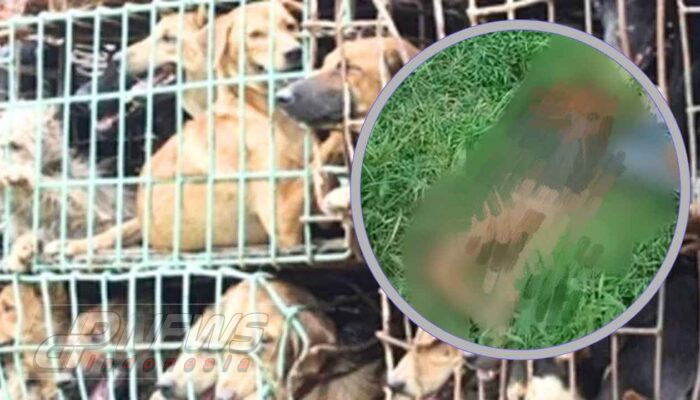 Ratusan Anjing Pemburu Diamankan Polisi Imbas Bocah Tewas Diserang di Jasinga Bogor, Pemilik Ditersangkakan
