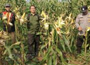 Dukung Program Ketahanan Pangan Nasional, Polres Cianjur Gelar Panen Raya 10 Ton Jagung Hibrida di Desa Jamali