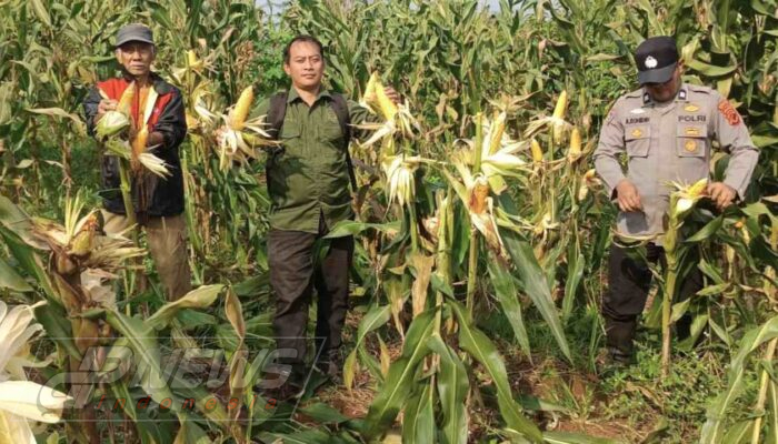 Dukung Program Ketahanan Pangan Nasional, Polres Cianjur Gelar Panen Raya 10 Ton Jagung Hibrida di Desa Jamali