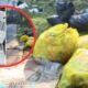 Ironi di Balik Spanduk Larangan: Warga Cipeundeuy Bingung Buang Sampah, Pemerintah Minim Solusi